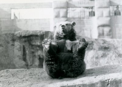 Un orso bruno seduto e che tiene i suoi piedi posteriori con le zampe, Mappin Terraces, Zoo di Londra, agosto 1921 da Frederick William Bond